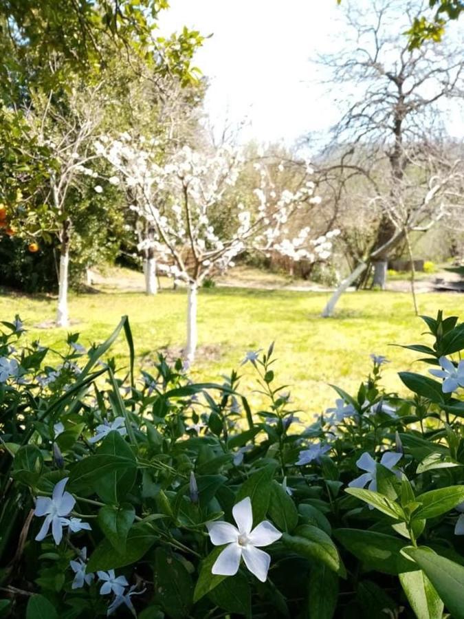 Villa Vincenzo Di Meglio バラーノ・ディスキア エクステリア 写真