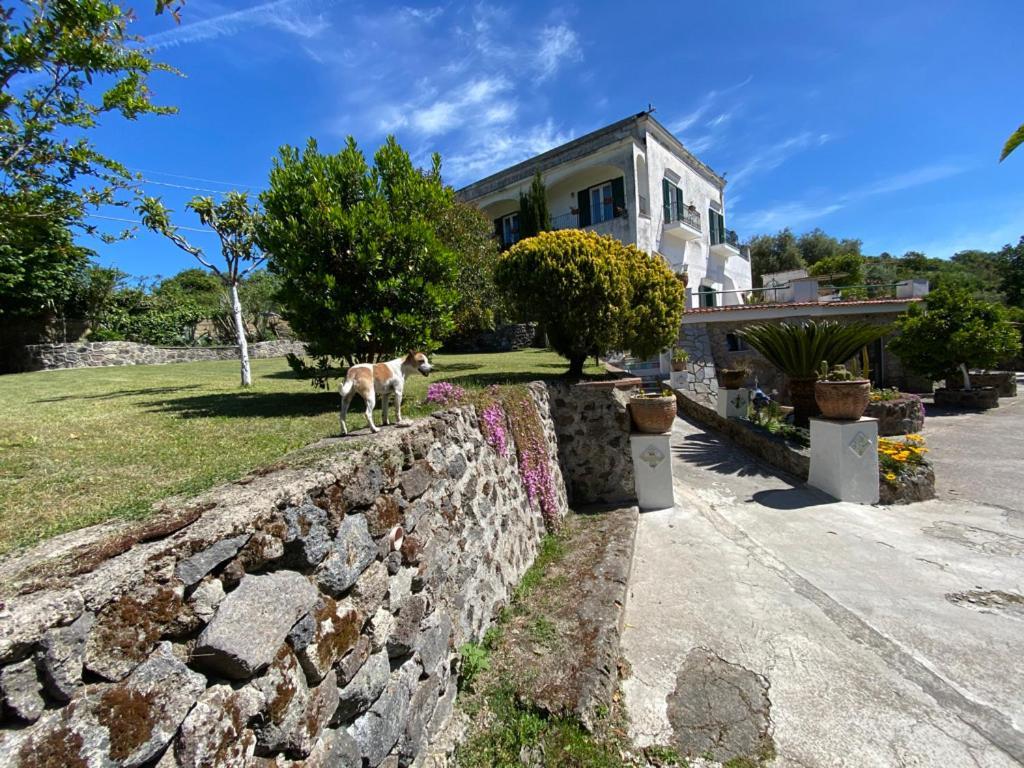 Villa Vincenzo Di Meglio バラーノ・ディスキア エクステリア 写真