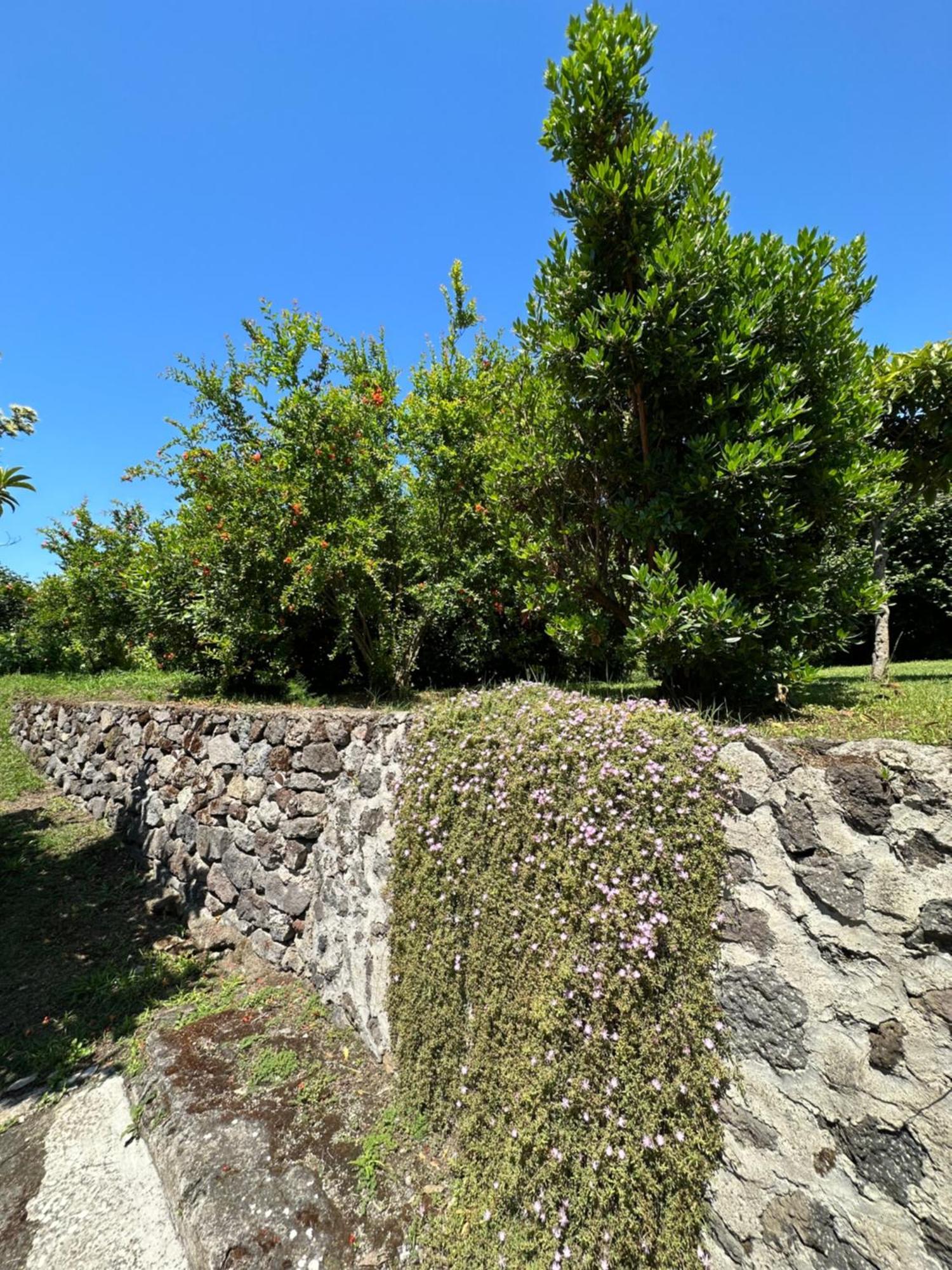 Villa Vincenzo Di Meglio バラーノ・ディスキア エクステリア 写真
