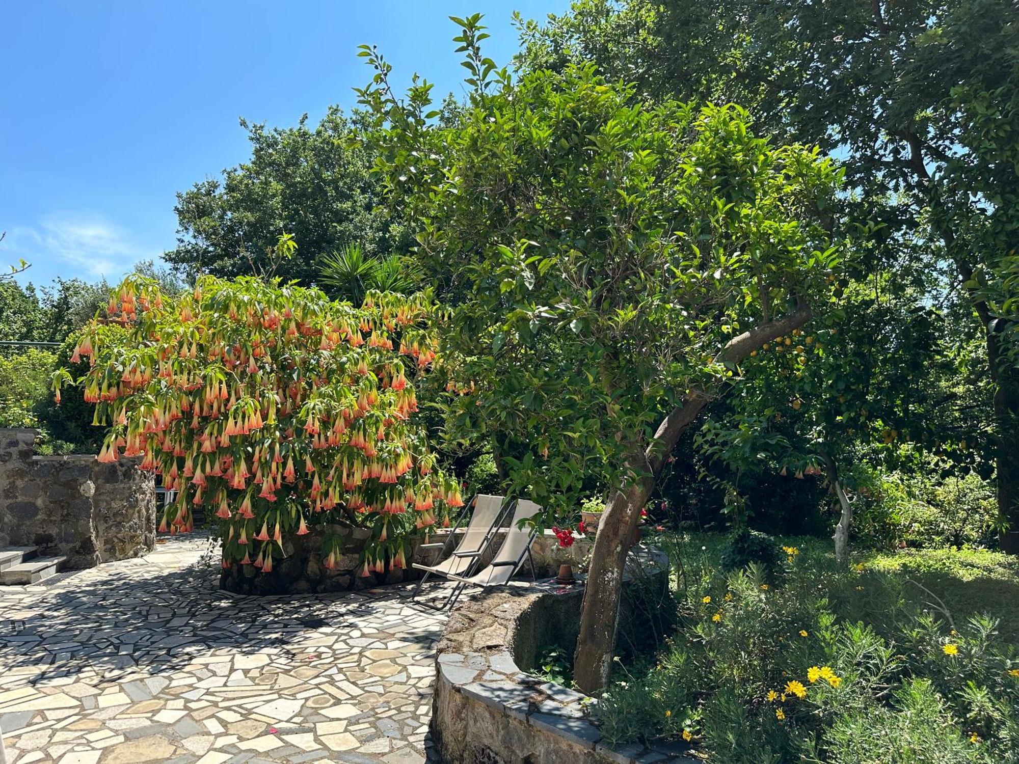 Villa Vincenzo Di Meglio バラーノ・ディスキア エクステリア 写真