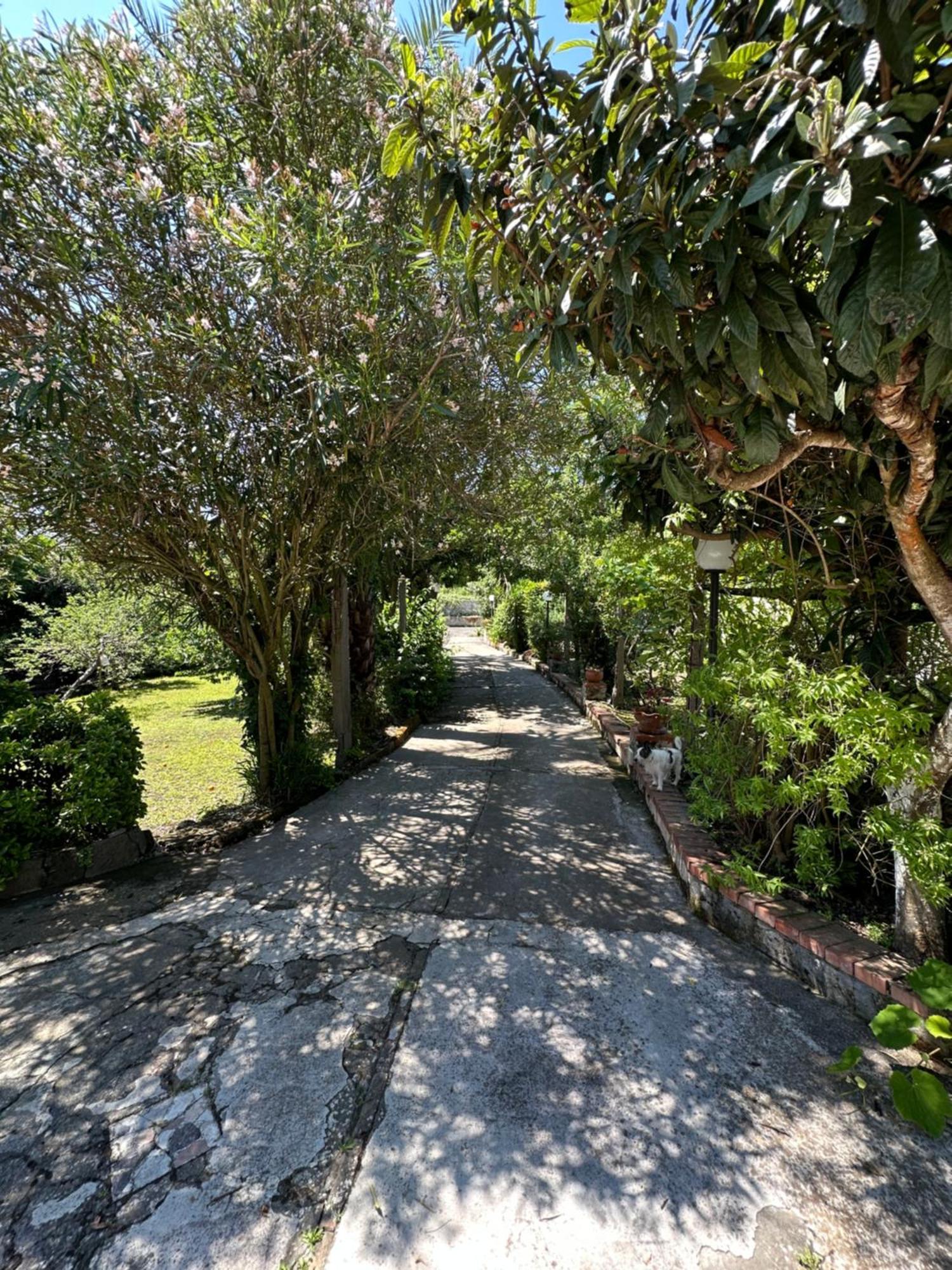 Villa Vincenzo Di Meglio バラーノ・ディスキア エクステリア 写真